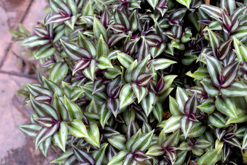 Silver inch plant or silvery wandering jew or wandering jew