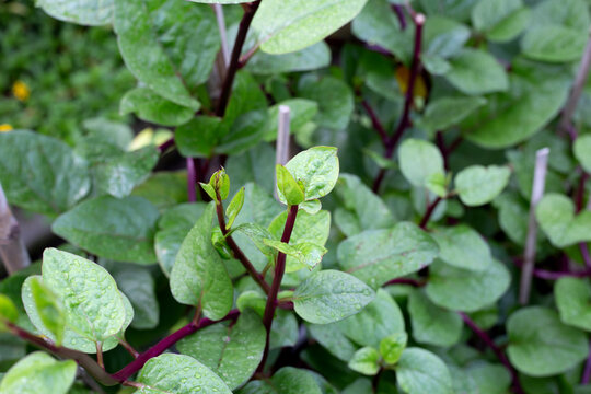 Ceylon spinach or basella rubra linn