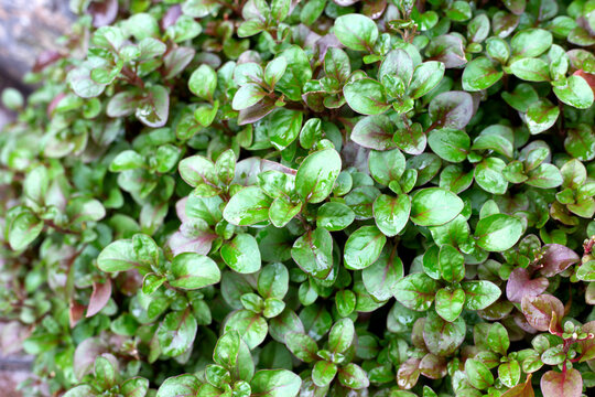 Red alternanthera ficoidea in a pot