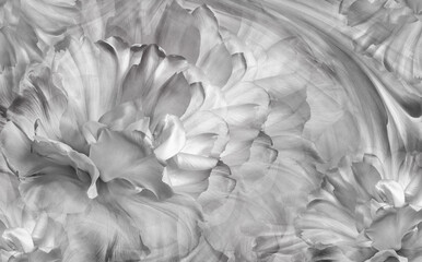 Fototapeta na wymiar Flower tulip and petals tulips. Close up. Floral white-black background. Nature.
