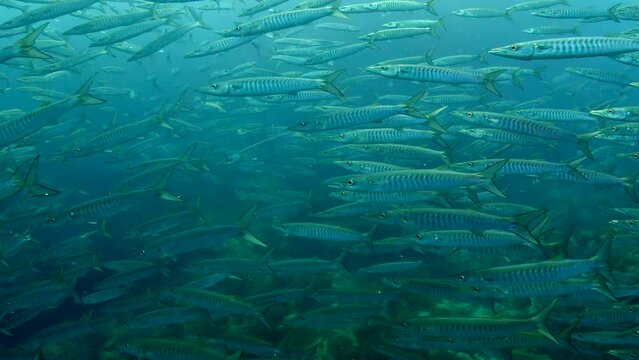 Large school of Barracudas passing camera - Under water film from Thailand