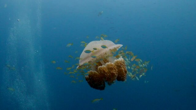 A large Lions Mane Jelly fish with many smal tropical fish circeling the Lions Mane - Under water film from Thailand