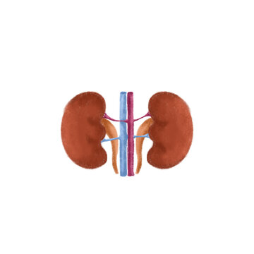 An isolated Kidney drawing by chalk or oil pastels. Concept of Kidney sticker, organ drawing and painting icon. Transparency. lung donation. Body part study, anatomy.