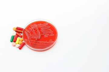 The rise of antibiotic-resistant bacterial infections. A Petri dish with a culture of the Superbug...