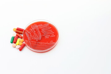 The rise of antibiotic-resistant bacterial infections. A Petri dish with a culture of the Superbug Acinetobacter baumannii next to antibiotics or medicines