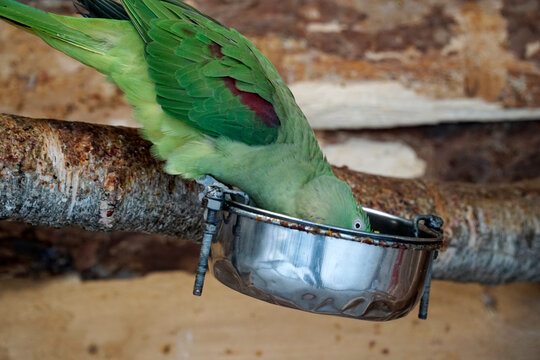 Alexandrine Parakeet green parrot eating food from a bowl
