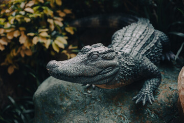 green alligator in the everglades