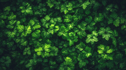 Obraz premium Fresh organic parsley growing in the garden, generative AI.