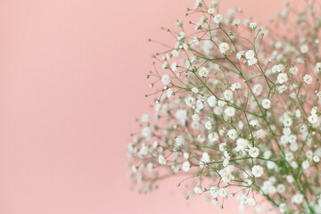 Close up of gypsophila on a pastel pink background. Beautiful white flowers, spring floral background. Copy space. Selective soft focus.