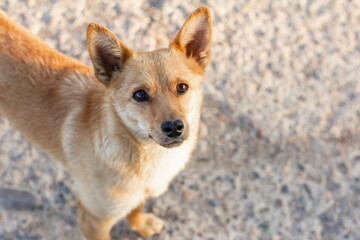 A small red-haired dog looks expectantly at the camera.