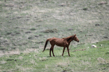 horses graze on green meadows in the mountains of Armenia