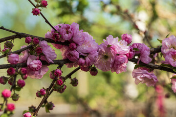 Pink flowers of Japanese cherry blossoms 