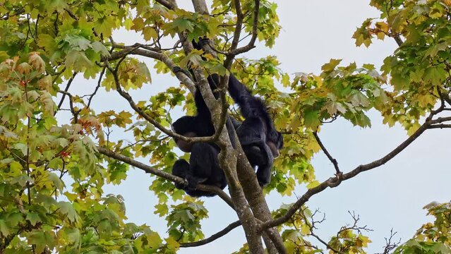 The black-headed spider monkey, Ateles fusciceps is a species of spider monkey, a type of New World monkey, from Central and South America.