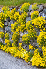 Flower matts of Alyssum at a stone wall in the swiss alps