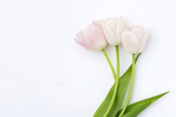 Fototapeta premium White pink tulips on white background.