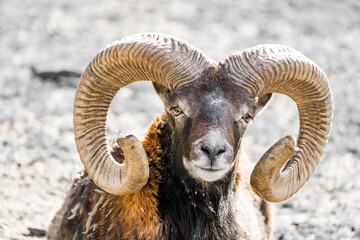 Portrait of a mouflon with horns. Animal close-up.
 - obrazy, fototapety, plakaty