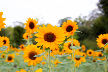 Sunflower field, Beautiful summer landscape.