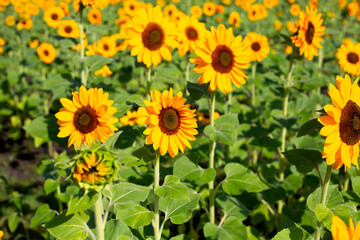 Obraz premium Sunflower field, Beautiful summer landscape.