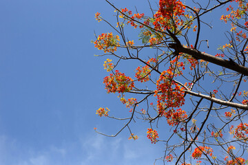 Barbados pride flower or dwarf poinciana, flower fence, paradise flower, peacock's crest, pride of barbados