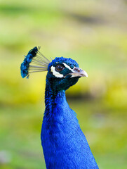 Portrait of a peacock with bright blue plumage against a green background. Bird close-up.
