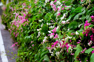 Mexican creeper, Chain of love, Coral vine. Pink flower