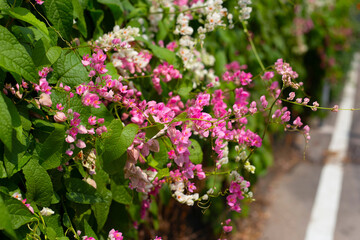 Mexican creeper, Chain of love flower, Coral vine.