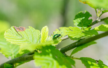 Green Rose Chafer, Cetonia Aurata, feeding on leaf