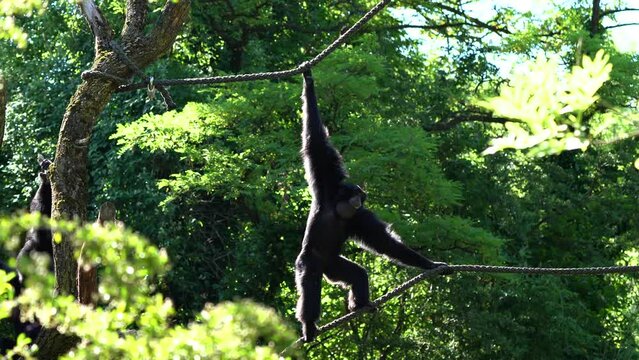 The black-headed spider monkey, Ateles fusciceps is a species of spider monkey, a type of New World monkey, from Central and South America.