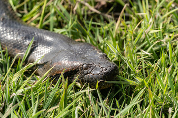 six-meter Anaconda large (Eunectes murinus) South America Venezuela.