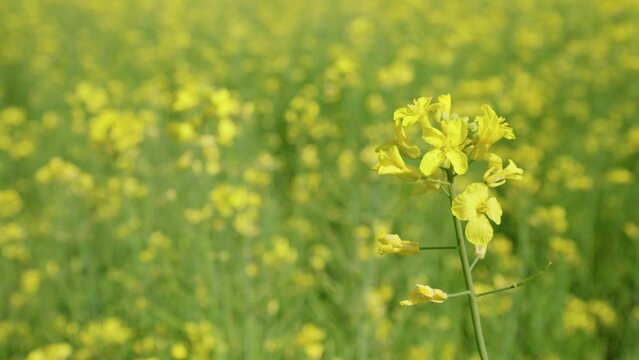 Rape or oilseed or rapeseed flower bud in bloom close up on blurred background, Brassica napus