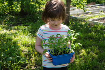 Child holding a box with tomato seedlings. Concept of gardening, gardening and healthy eating. Copy space