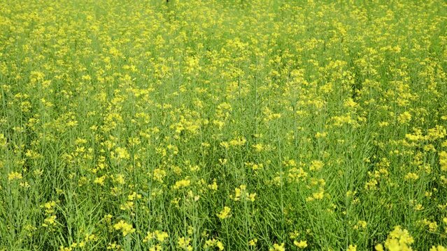 Yellow Green Rapeseed Field In Bloom In Spring