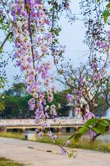 Beautiful blooming bungor (Lagerstroemia loudonii Teijsm. Binn) flowers Thai bungor tree and green leaves with the park in spring day blue sky background Thailand.