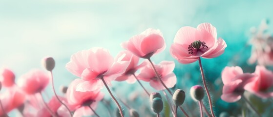 Gently pink flowers of anemones outdoors in summer spring close-up on turquoise background. Delicate dreamy image of beauty of nature