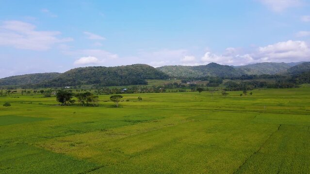Fly over green rice field with some trees planted on the middle of it. Hill on the background with blue cloudy sky. Low altitude drone shot - Nanggulan rice field, Kulon Progo, Yogyakarta, Indonesia