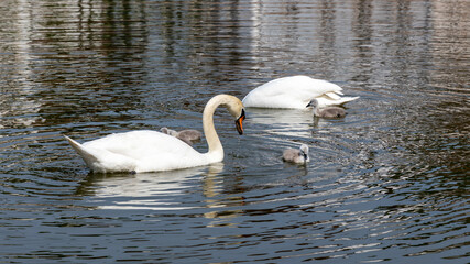 Familie Schwan