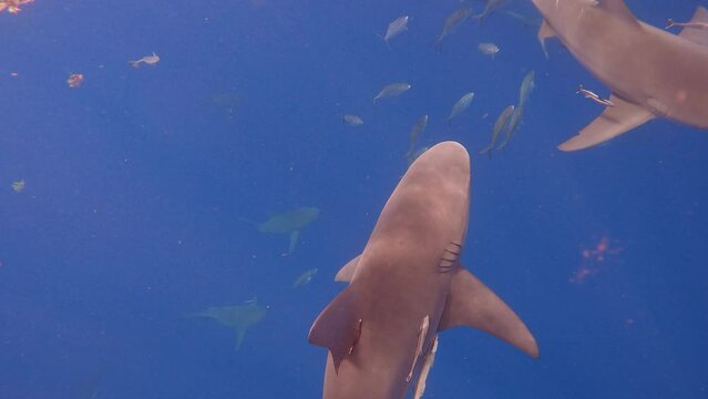 Bull shark swiming under snorkler in open ocean - surprise shark encounter