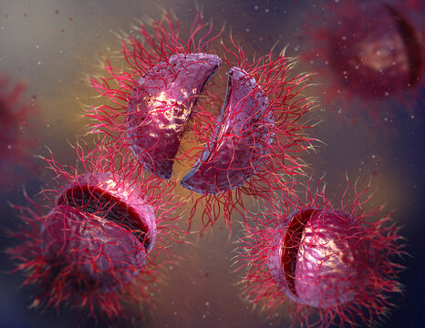 Medical background, genus bacteria from the Neisseriaceae family, Gonococcus species of Gram-negative diplococcus of the genus Neisseria, Cause gonorrhea anthroponotic venereal infection, 3d rendering