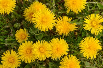 Beautiful yellow background wallpaper screensaver for your desktop blooming yellow dandelions