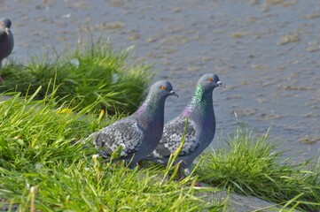 Two pigeons are sitting on the paving slabs overgrown with grass dot the usual gray city pigeons with sunflower rays.