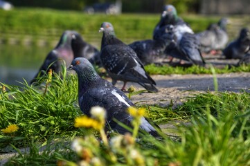 Gray pigeons walk on a tile overgrown with grass 