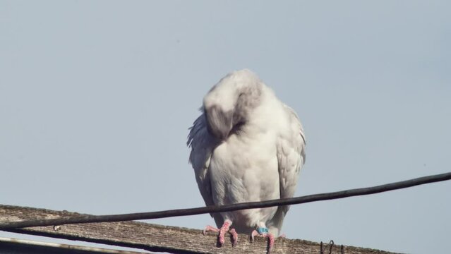 funny marble dove resting on the antenna, close-up