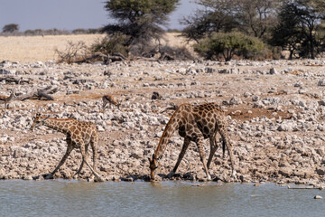 Fototapeta na wymiar Two Angolan Giraffes -Giraffa giraffa angolensis- standing drinking from a waterhole in Etosha national park, Namibia.