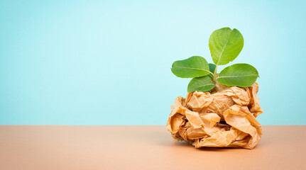 Plant growing from a crumpled recycled paper, protection of the eco system, zero waste, sustainable renewable lifestyle, environment conversation