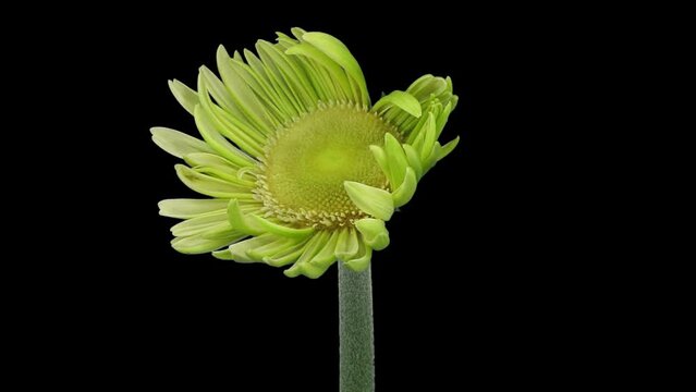 Time lapse of growing and opening white gerbera flower in RGB + ALPHA matte format isolated on black background