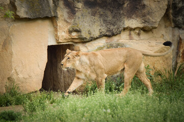 Lion in zoo habitat in the Czech republic. Portrait of beautiful lion in zoo habitat.