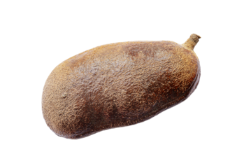 Closeup hymenaea courbaril stinking toe seed pod isolated on white background