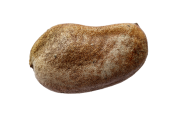 Closeup hymenaea courbaril stinking toe seed pod isolated on white background