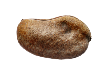 Closeup hymenaea courbaril stinking toe seed pod isolated on white background