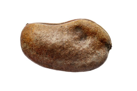 Closeup hymenaea courbaril stinking toe seed pod isolated on white background
